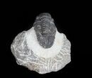 Bargain, Gerastos Trilobite Fossil - Morocco #57617-2